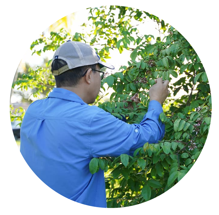 Gary tending to tropical fruit tree