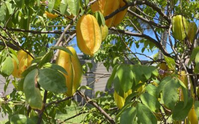 19 Best Fruit Trees to Grow in South Florida for Beginners