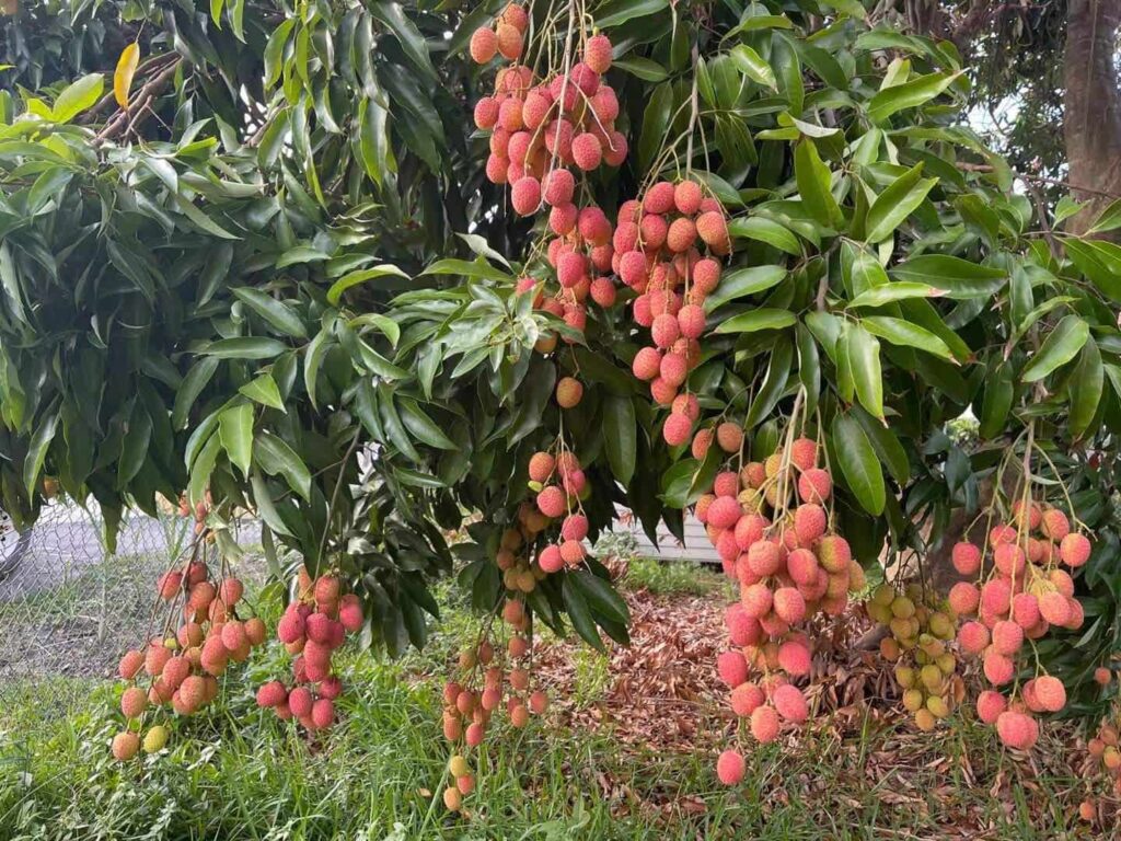 Lychee tree is one of the best fruit trees to grow in South Florida.